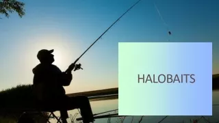 Halobaits - Interesting Things to Know About Carp Fishing Bait