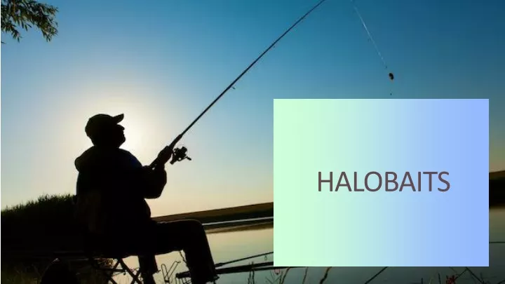 halobaits