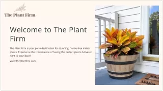 Indoor Plants Collection - The Plant Firm