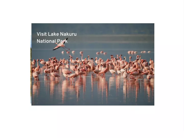 visit lake nakuru national park