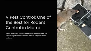 V Pest Control One of the Best for Rodent Control in Miami
