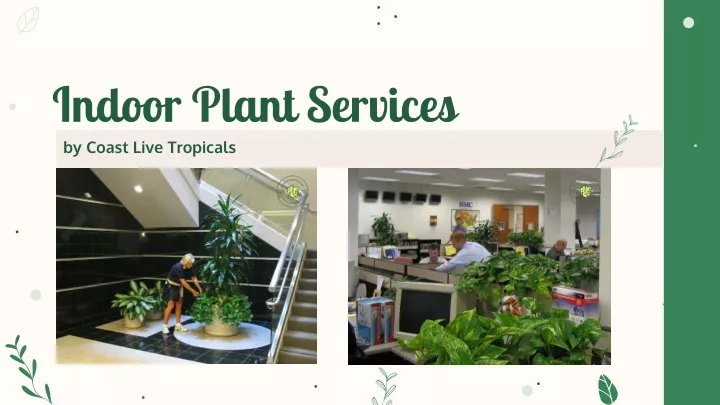 indoor plant services