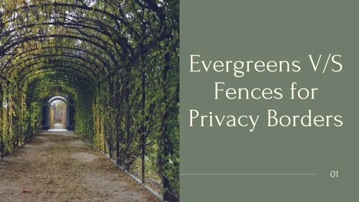 evergreens v s fences for privacy borders