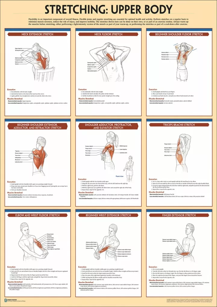 stretching poster upper body anatomy download