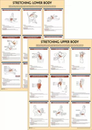 PDF/READ Stretching Anatomy Poster Series ebooks