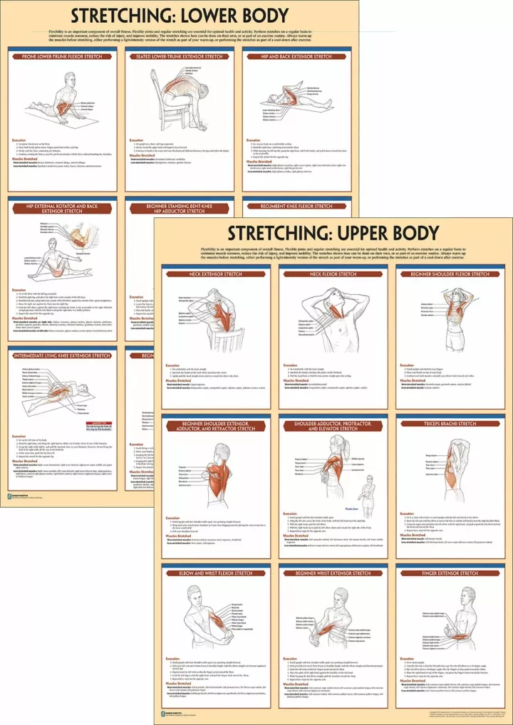 stretching anatomy poster series download