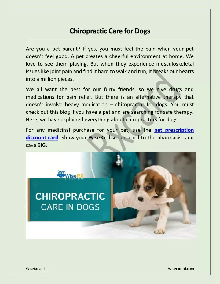 chiropractic care for dogs