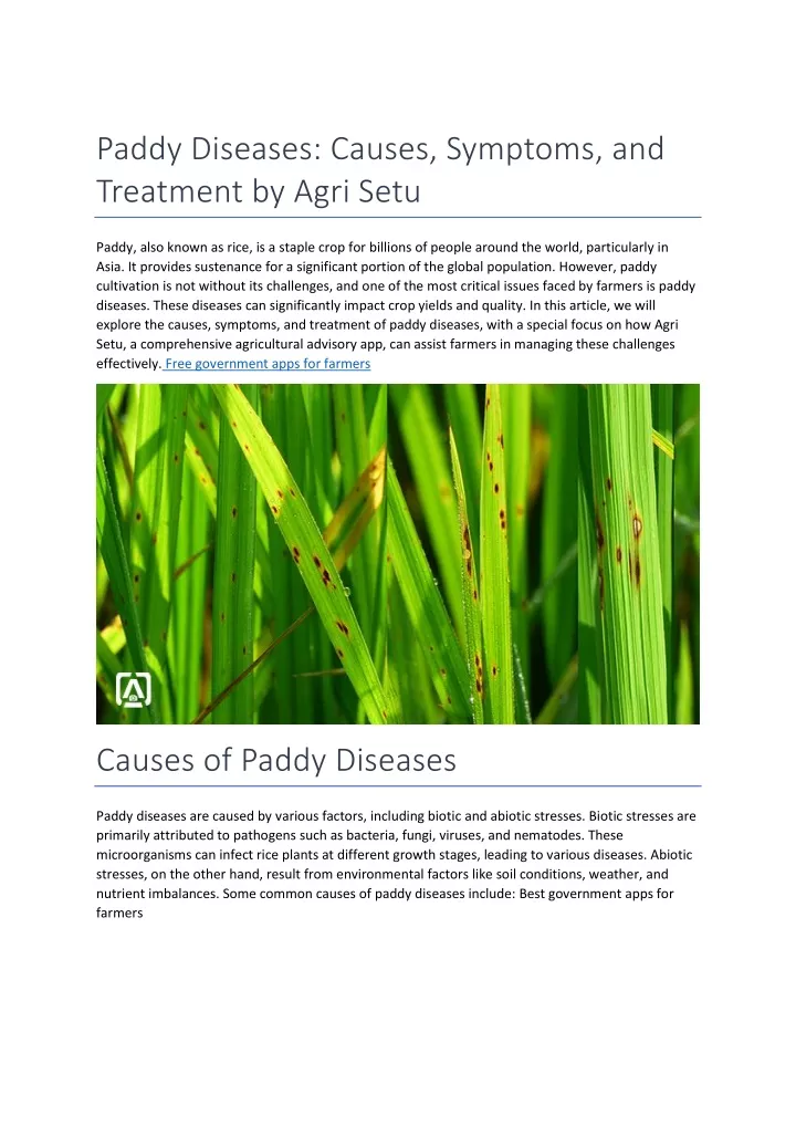 paddy diseases causes symptoms and treatment