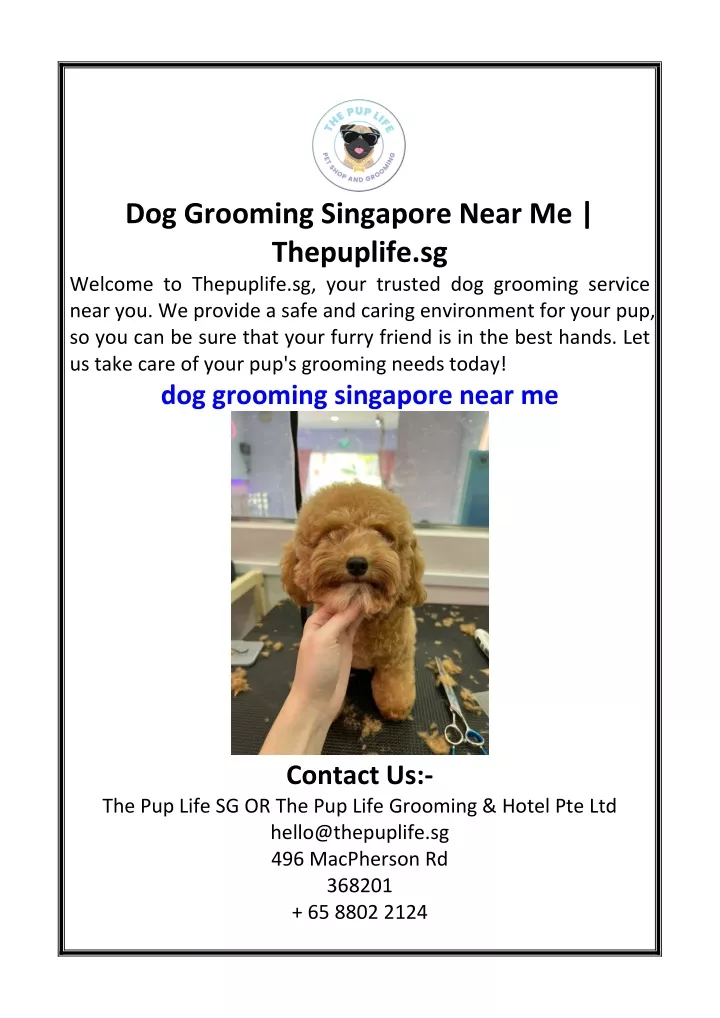 dog grooming singapore near me thepuplife
