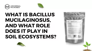 Get Growing With Bacillus Mucilaginosus - Buy Now!