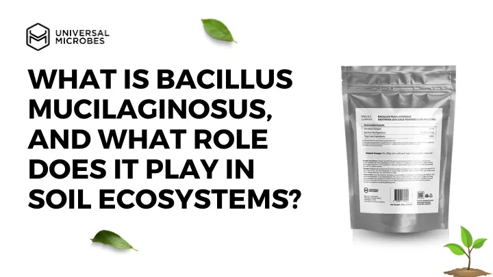 what is bacillus mucilaginosus and what role does