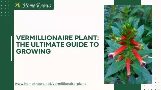 Vermillionaire plant The Ultimate Guide to Growing