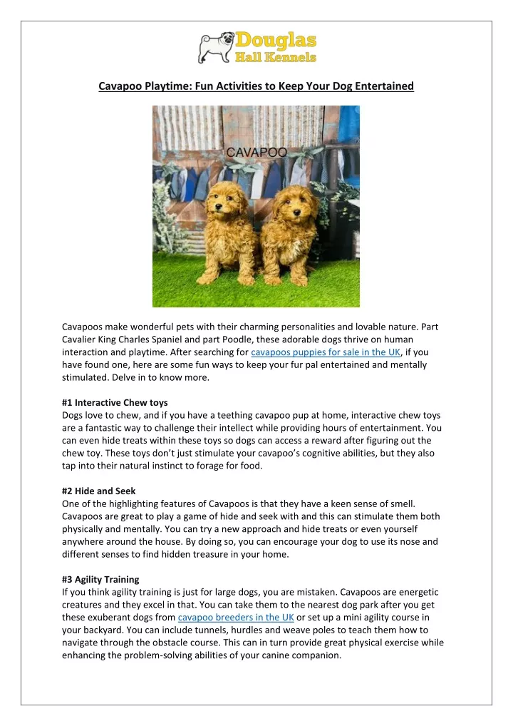 cavapoo playtime fun activities to keep your