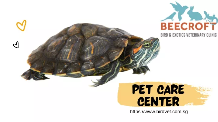 pet care center https www birdvet com sg