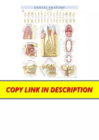 Download PDF Dental Anatomy Poster 22 x 28 inches Laminated a QuickStudy Referen