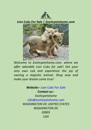 Lion Cubs For Sale  Exoticpetshome