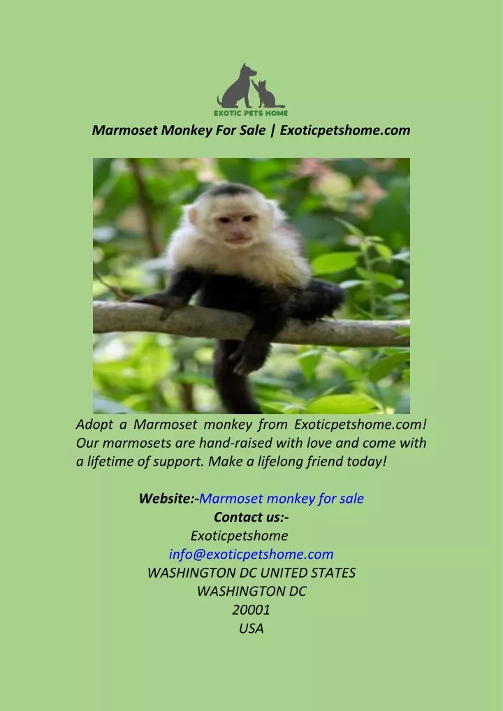 marmoset monkey for sale exoticpetshome com