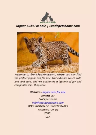 Jaguar Cubs For Sale  Exoticpetshome