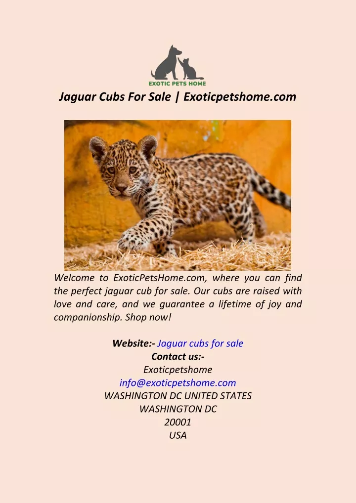 jaguar cubs for sale exoticpetshome com