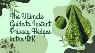 The Ultimate Guide to Instant Privacy Hedges in the UK