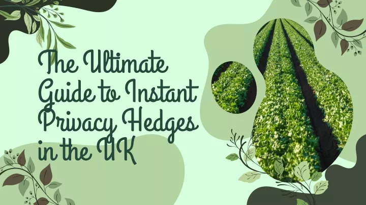 the ultimate guide to instant privacy hedges