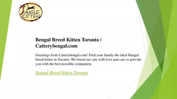bengal breed kitten toronto catterybengal