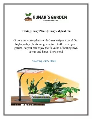 Growing Curry Plants  Curryleafplant