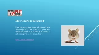 Mice Control in Richmond