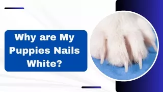 Why are My Puppies Nails White