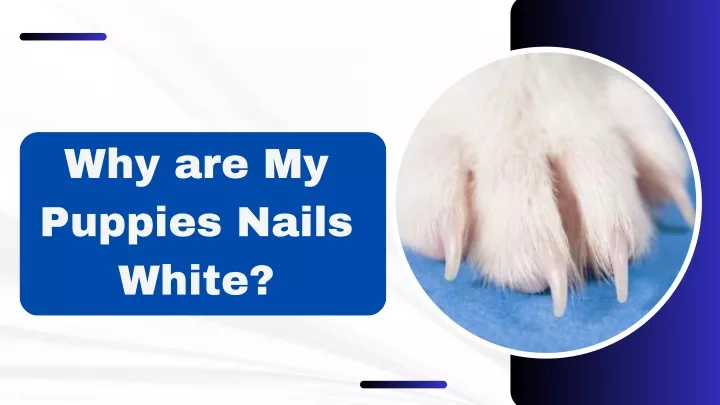 why are my puppies nails white