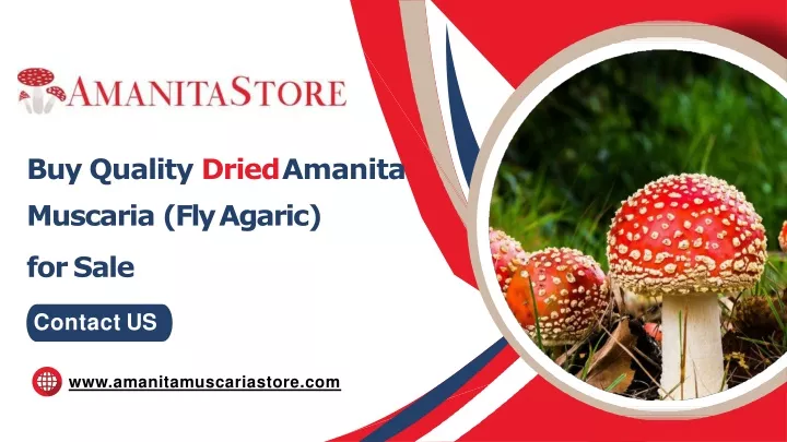 buy quality dried amanita muscaria fly agaric