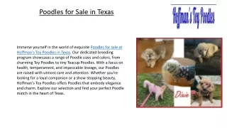 Poodles for Sale in Texas