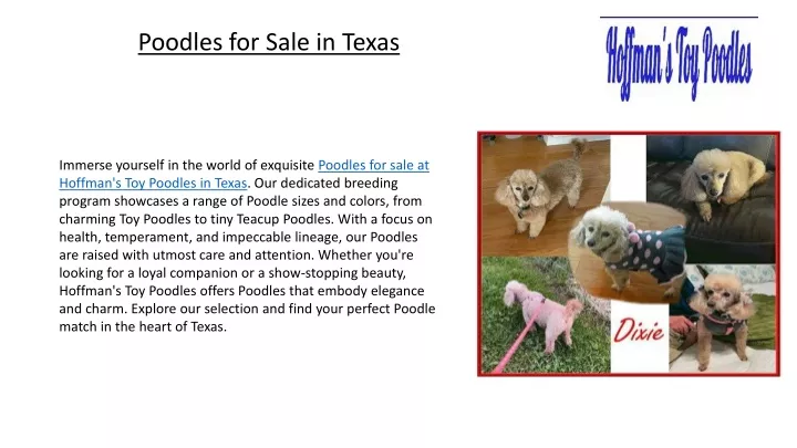 poodles for sale in texas