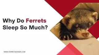 Why Do Ferrets Sleep So Much