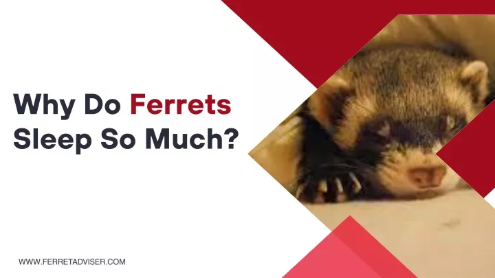 why do ferrets sleep so much