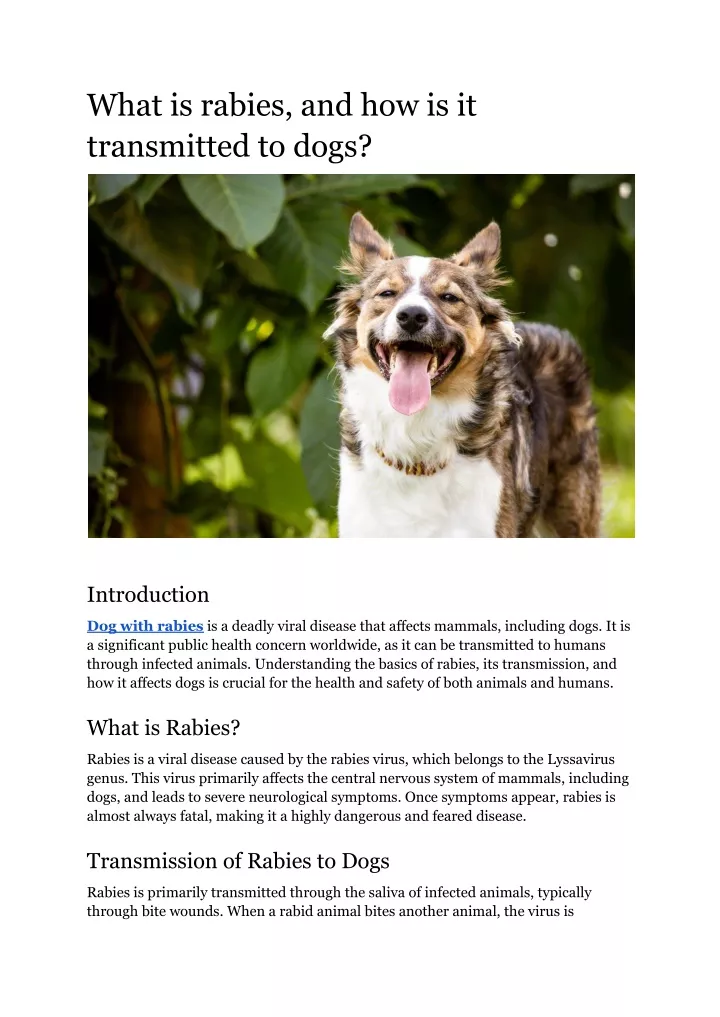 what is rabies and how is it transmitted to dogs