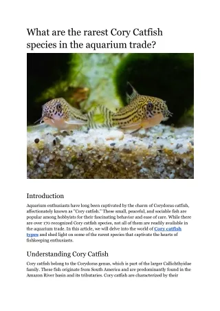 What are the rarest Cory Catfish species in the aquarium trade?
