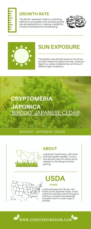 Birodo Japanese Cedar for Adding Colors to Gardens