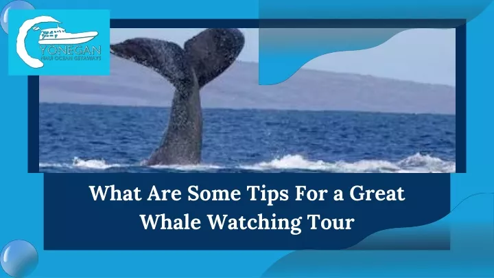 what are some tips for a great whale watching tour