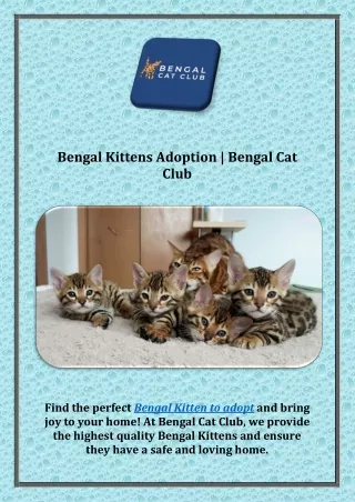 Bengal Kittens Adoption | Bengal Cat Club