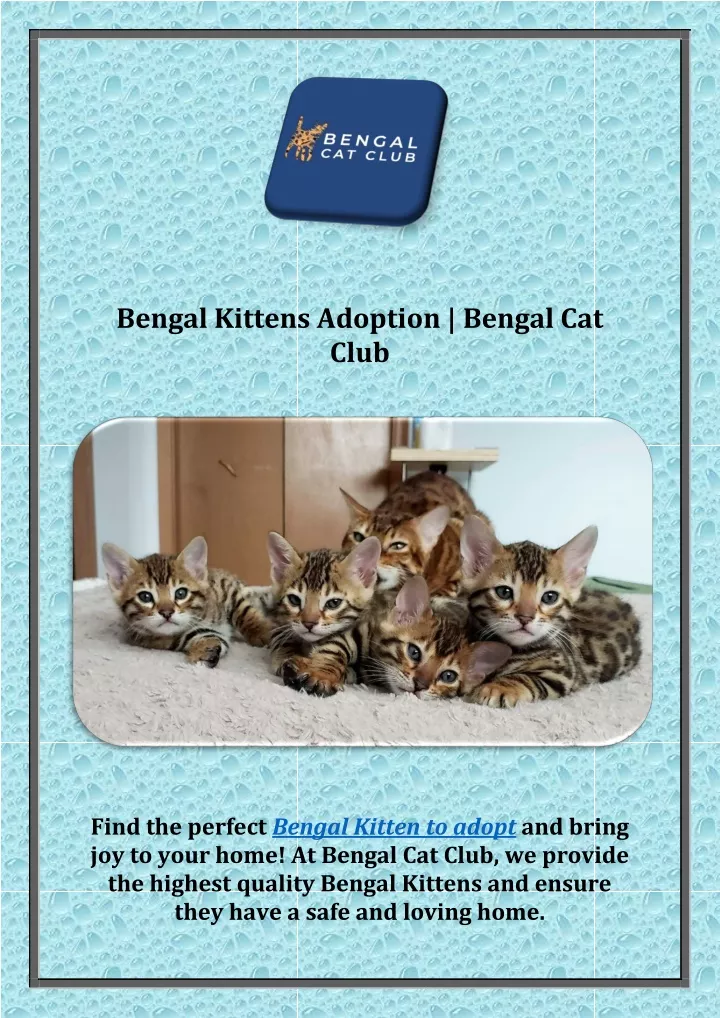 Bengal kittens online for adoption