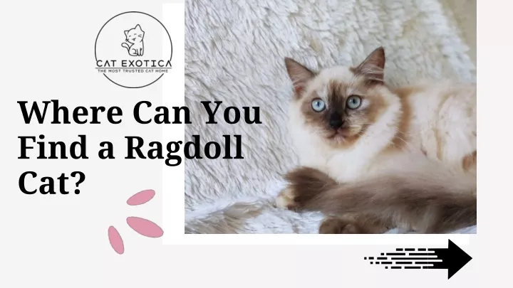 where can you find a ragdoll cat