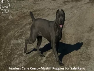 Fearless Cane Corso- Mastiff Puppies for Sale Reno