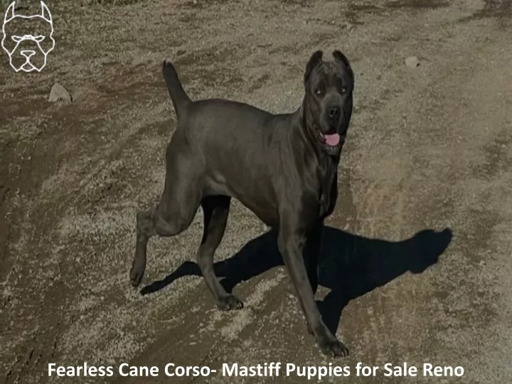 fearless cane corso mastiff puppies for sale reno