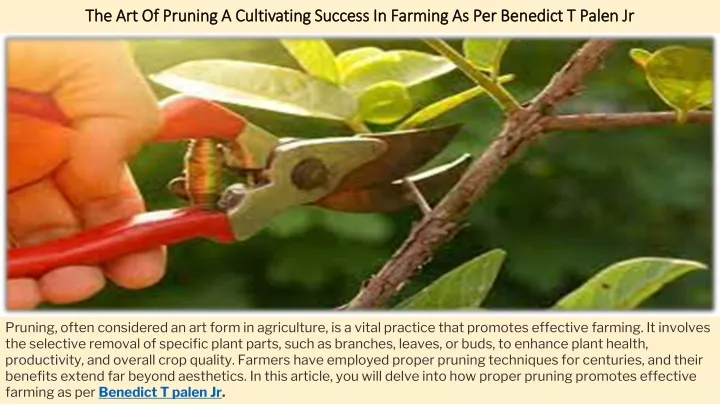 the art of pruning a cultivating success in farming as per benedict t palen jr