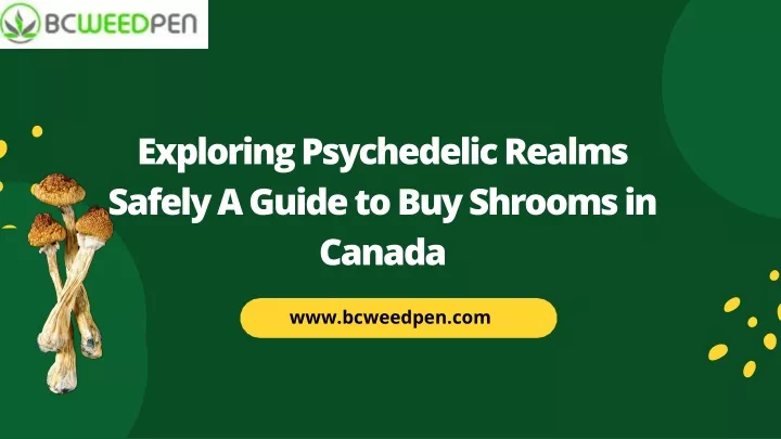 exploring psychedelic realms safely a guide
