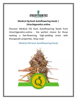 Medical Og Kush Autoflowering Seeds Utrechtgenetics.online