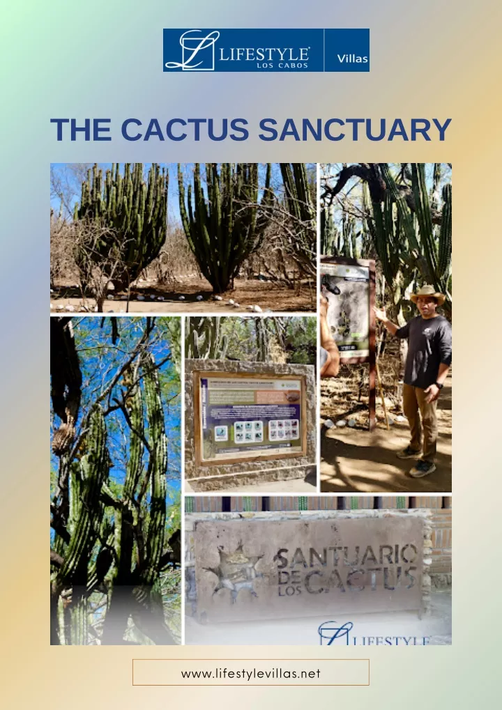 the cactus sanctuary