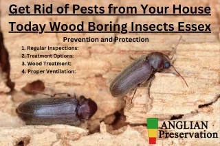 Get Rid of Pests from Your House Today Wood Boring Insects Essex