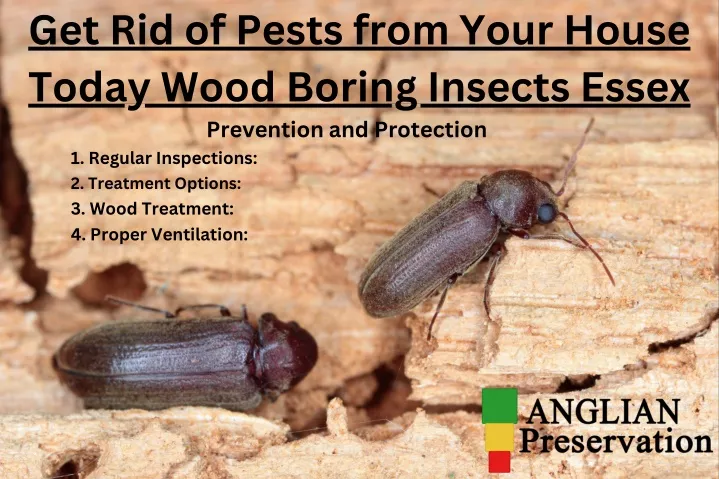 get rid of pests from your house today wood